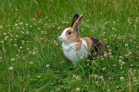 Dutch rabbit sitting in the grass