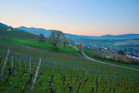 Vineyards