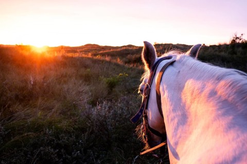 White horse in the sunset in the dunes of Terschelling