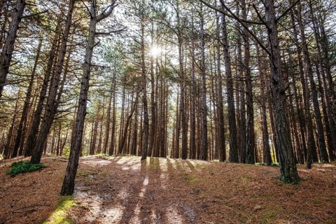 Hornsebos coniferous forest on the North Sea island of Terschelling