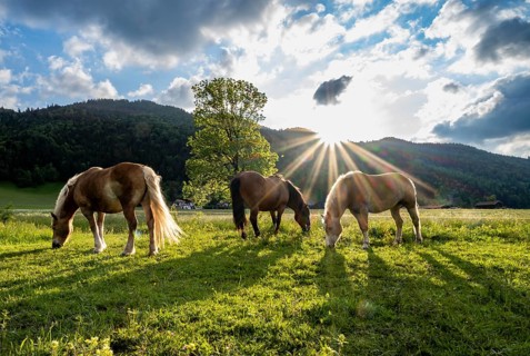 Haflinger horses