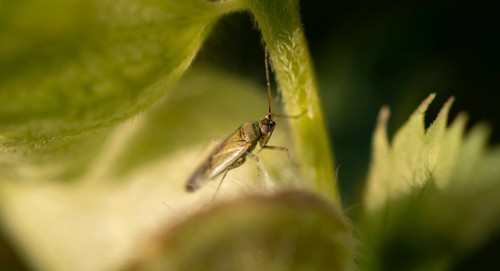 Brown-black nettle soft bug