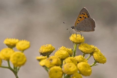 Small copper