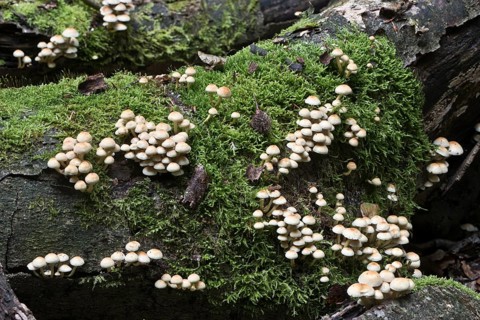 Sulphur tuft