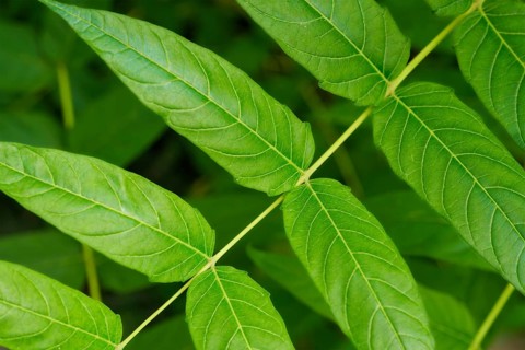 China-sumac