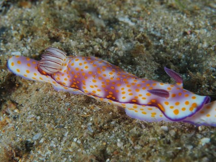 Magnificent star snail