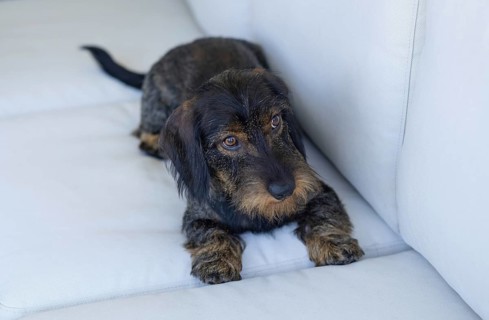 Rough-haired dachshund