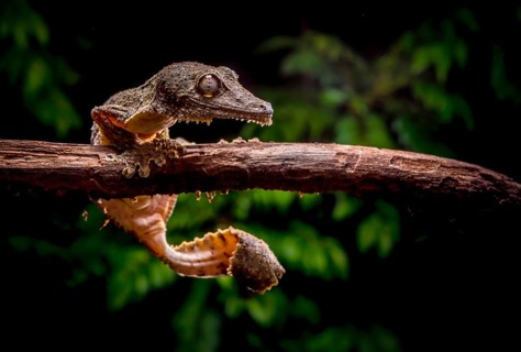 Redescription Leaf-tailed gecko