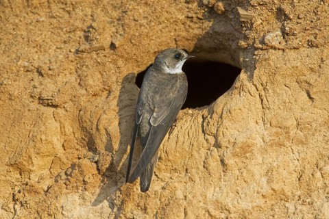 European sand martin