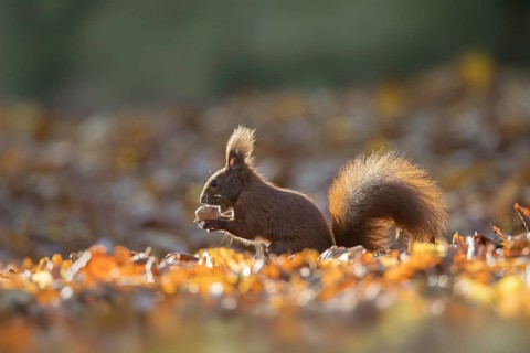 Cute Eurasian red squirrel