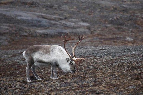 Svalbard reindeer