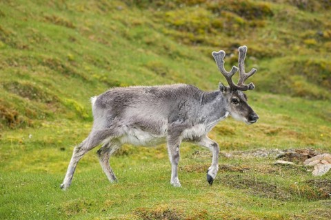 Moulting reindeer