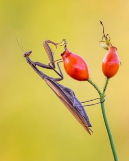 European mantis