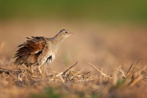 Corn crake