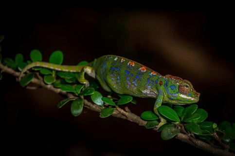 A female chameleon