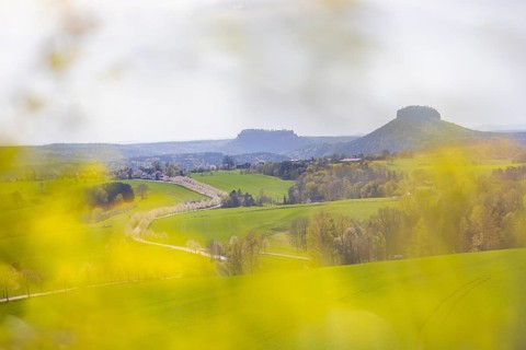 Cherry avenue on the Adamsberg with a view of the Koenigstein Fortress and the Lilienstein