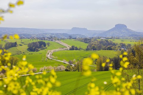 Cherry avenue on the Adamsberg with a view of the Koenigstein Fortress and the Lilienstein