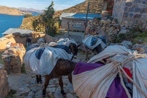 Donkeys carry loads from sea level to the mountains