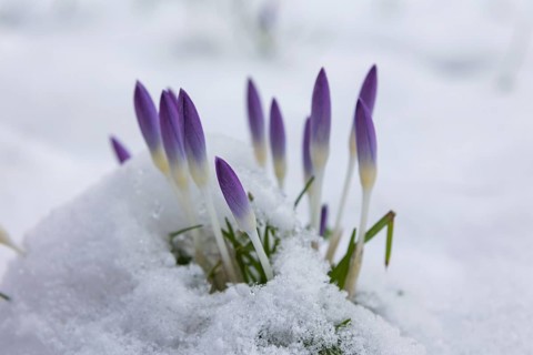 Crocuses push through the snow cover after a warm winter