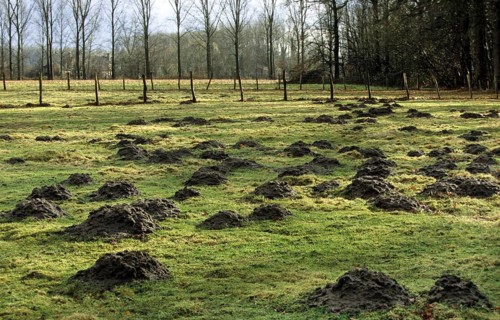 Molehills
