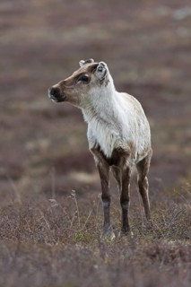 Reindeer