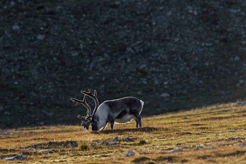 Fat Svalbard reindeer