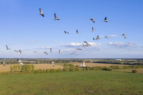 Migrating flock of common cranes