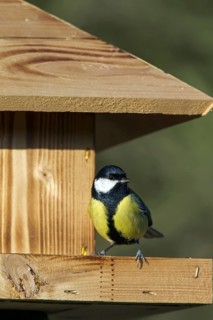 Great tit