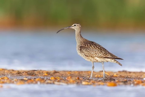 Whimbrel