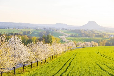 Cherry avenue on the Adamsberg with a view of the Koenigstein Fortress and the Lilienstein