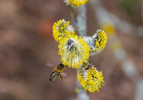 Bees gather nectar on willow catkins in the first warm rays of sunshine
