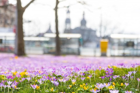 Thousands of crocuses and winter roses are in bloom around the Golden Rider at Neustaedter Markt and are a popular photo motif