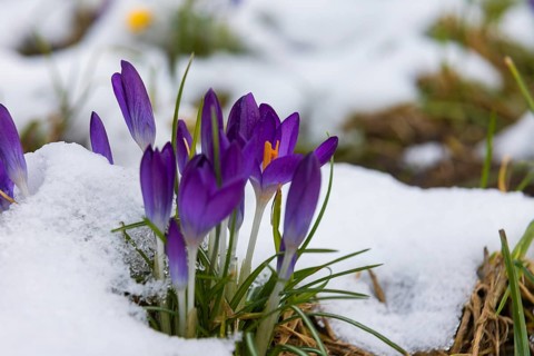 Crocuses push through the snow cover after a warm winter