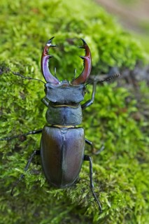 European stag beetle