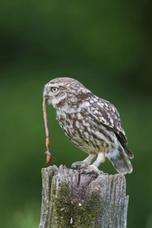 Ringed little owl