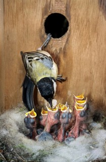 Interior of birdhouse showing Great tit