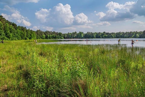 Forest lake