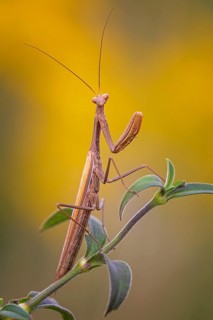European mantis
