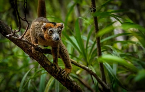 Crowned lemur