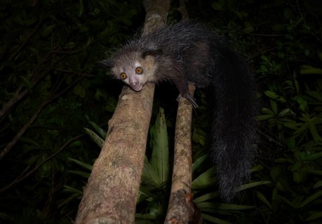 Aye-aye