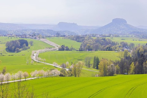 Cherry avenue on the Adamsberg with a view of the Koenigstein Fortress and the Lilienstein