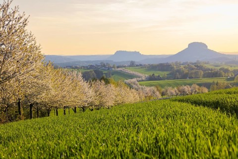 Cherry avenue on the Adamsberg with a view of the Koenigstein Fortress and the Lilienstein