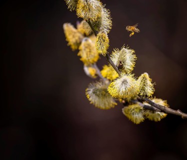 Bees gather nectar on willow catkins in the first warm rays of sunshine