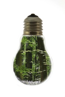 Trees in spring forest inside incandescent lamp