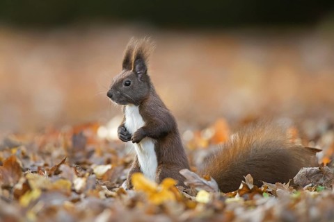 Cute Eurasian red squirrel