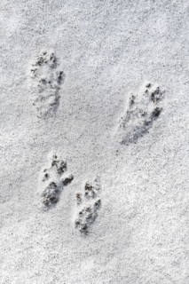 Close-up of footprints showing paw pads from red squirrel