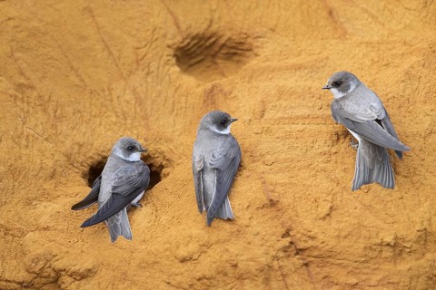 Three sand martins