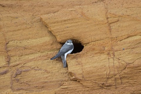 European sand martin