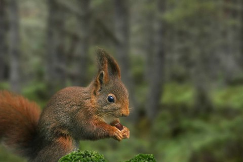 Red squirrel
