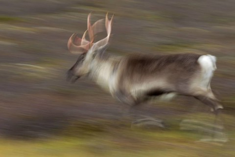 Reindeer